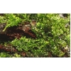 Riccardia chamedryfolia