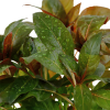 Ludwigia glandulosa pottis