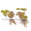 Phyllanthus fluitans 1-2-GROW