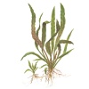 Cryptocoryne albida 'Brown' pottis