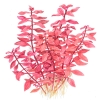Ludwigia palustris 'Super Red' pottis