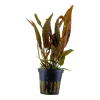 Cryptocoryne usteriana