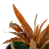 Cryptocoryne albida 'Brown' pottis