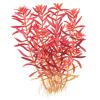 Rotala rotundifolia 'Blood Red' 1-2-GROW