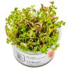 Rotala rotundifolia 'Blood Red' 1-2-GROW