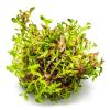 Rotala rotundifolia 'Blood Red' 1-2-GROW