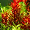 Rotala rotundifolia 'Blood Red' 1-2-GROW