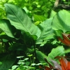 Tropica Anubias barteri sp. XL juurikal