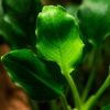 Anubias barteri var. nana ’Kirin’