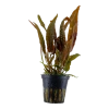 10038-2-9-513.png.webp