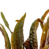 10038-3-4-903.png.webp