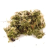 3733-komodo-habitat-moss-3l-z-2.jpg.webp