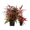 4012-3-5-917.png.webp