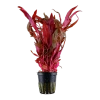 4013-023-pot-2936-641808068c5593-01037449-023-20pot-png-2.png.webp