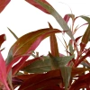 4013-023-xl-alternanthera-reineckii-pink-rgb-4-1-2.jpg.webp