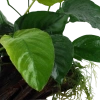4014-4-1-1-5.png.webp