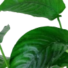 4014-4-2-225.png.webp