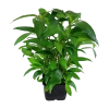 4031-053a-xl-hygrophila-siamensis-rgb-2-1-1.png.webp