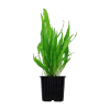 4036-008-xl-microsorum-pteropus-rgb-1-.png.webp