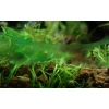 4066-blue-green-algae-on-surface-of-aquarium.jpg.webp