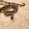 4135-zoomed-aspen-snake-26l-p-3.jpg.webp