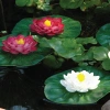 4259-pontec-pondolily-set-3-p-3.jpg.webp
