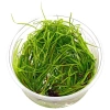 5526-juncus-repens-in-vitro-xl.jpg.webp