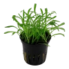 5657-040-pot-2-2.png.webp