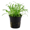 5657-040-pot-4.png.webp