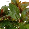 5666-035a-2.png.webp