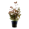 5668-2-6-743.png.webp