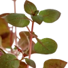 5668-3-4-893.png.webp