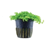 5672-025-pot-10057-6059ca1ab9a830-70324649-025-20pot-png-4-2.png.webp