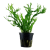 5685-2-1-1-10.png.webp