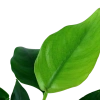 6097-4-1-61.png.webp