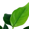 6103-4-78110.png.webp