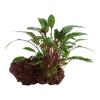 6558-2-2-186.png.webp