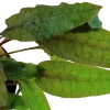 6568-3-1-80.png.webp