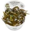 6572-cryptocoryne-wendtii-mi-oya-1-2-grow-640x.jpg.webp