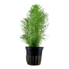 6830-053f-pot-227-64180a8bd70ac6-46094025-053f-png-2.png.webp