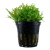 6831-2-10-599.png.webp