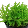 6831-3-4-898.png.webp