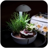 Chihiros Tiny Terrarium Egg - terraarium taimede ja roomajate pidamiseks.