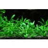 Cryptocoryne parva