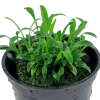 Cryptocoryne parva