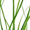 Cyperus helferi