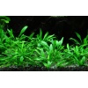 Cryptocoryne parva