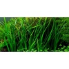 Cyperus helferi