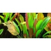 Echinodorus 'Red Diamond'