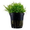 Pogostemon helferi